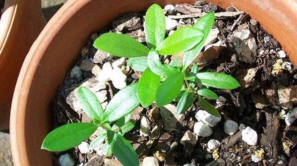 feijoa-seedlings