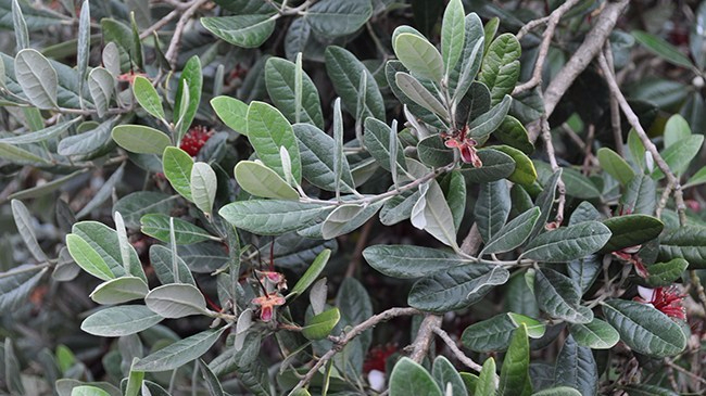 feijoa-sellowiana-foliage