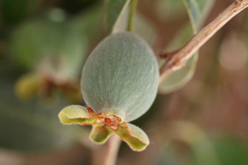 Young feijoa fruit on the tree