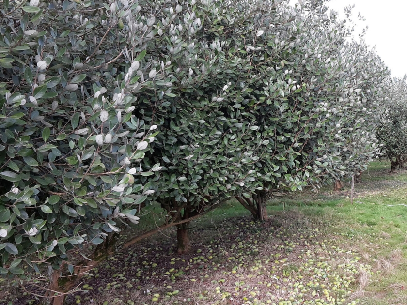 Feijoa orchard