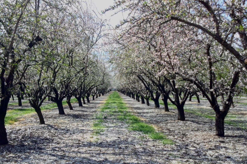 Modesto almond orchard